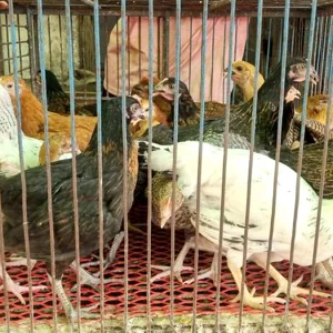 মুরগির দামে আগুন, টাকা দিয়েও মিলছে না বোতলজাত সয়াবিন