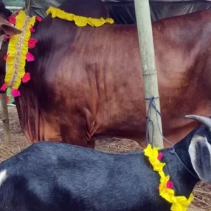 কেজি হিসেবে পশু কিনে কোরবানি; শরীয়তের বিধান কি?