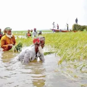সংকট পিছু ছাড়ছে না হাওরের কৃষকের