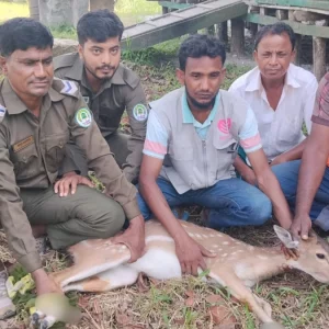 সাতসকালে বাঘের তাড়া খেয়ে লোকালয়ে হরিণ