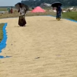 হাওরের মাঠে সোনালি ধান, তবুও কৃষকের মুখে নীরব হতাশা