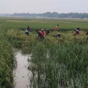 ধান কাটতে শ্রমিক-সংকট মেটাতে তিন শুল্ক স্টেশন বন্ধ করে দিয়ে মাইকিং চলছে