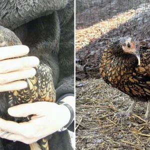 বিশ্বের সবচেয়ে বেশি বয়সী মুরগি: গার্টি