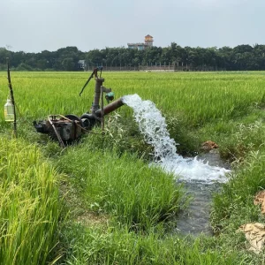 ধানের চারায় গজিয়েছে শীষ, ডিজেল সংকটে দিশেহারা কৃষক
