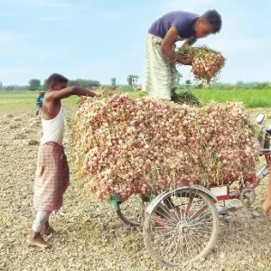 ভালো ফলনেও লোকসানে বেড়ার পেঁয়াজচাষিরা