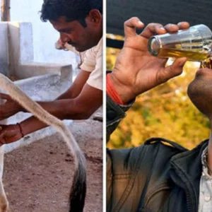 দর্শনার্থীদের জন্য ‘গোমূত্র’ পান বাধ্যতামূলক করল ভারতের মন্দির