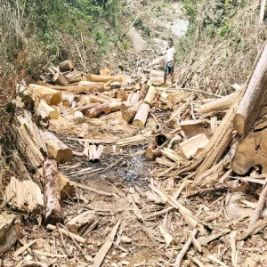 আলীকদমে উজাড় হচ্ছে প্রাকৃতিক বন, তীব্র সংকট পানীয় জলের 