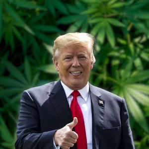 এবার বিলিয়ন ডলারের গাঁজা ব্যবসার ওপর নজর ট্রাম্পের