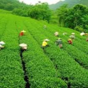 লোডশেডিংয়ে চা-বাগানে উৎপাদন বিপর্যয়