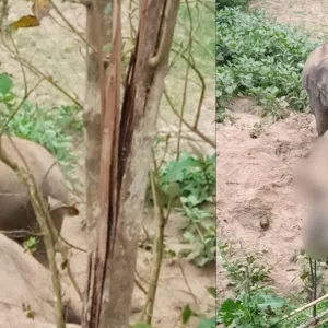 রাঙ্গামা‌টি‌তে বন্য হাতির মৃত্যু: সঙ্গীর পাহারায় কাছে ভিড়তে পারছে না বন বিভাগ