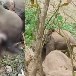 সঙ্গীর পাহারায় থাকা সেই হাতির মৃতদেহ থেকে শুঁড়-পায়ের মাংস কেটে নিল দুর্বৃত্তরা