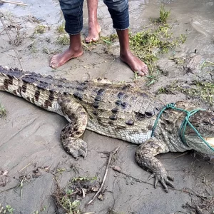 পদ্মা নদীতে জেলের বরশিতে ধরা পড়ল কুমির