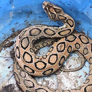 রাসেল ভাইপার আতঙ্ক, কামড় খেয়ে সাপ নিয়ে বাড়িতে যুবক