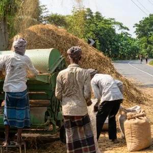 পিরোজপুরে ব্যস্ত সড়কে চলছে ধান মাড়াই