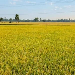 তানোরে শ্রমিকের অভাবে মাঠে পড়ে আছে পাকা ধান