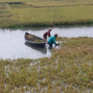একরাতের বৃষ্টিতে হাওরে তলিয়ে গেছে বোরো ধান, হতবাক কেন্দুয়ার কৃষক
