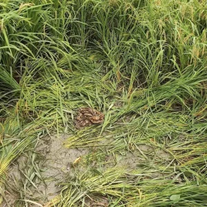 প্রতিবন্ধী তরুণীকে দলবেঁধে ধর্ষণ, হাত-পা বাঁধা অবস্থায় ধানক্ষেত থেকে উদ্ধার