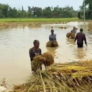খাগড়াছড়িতে টানা বৃষ্টিতে ৭৩২ হেক্টর ফসলি জমি ক্ষতিগ্রস্ত
