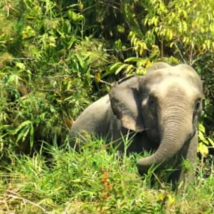 বন্য হাতির আক্রমণে প্রাণ গেলো মা ও শিশুকন্যার