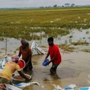 ‘এক মুঠো ধানও ঘরে তুলতে পারলাম না’