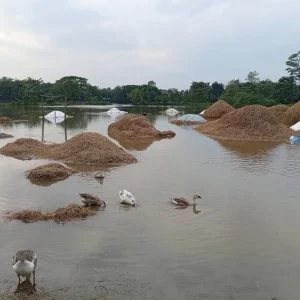 হবিগঞ্জে নদীর বাঁধ ভেঙে হাওরে পানি, তলিয়ে যাচ্ছে ধান