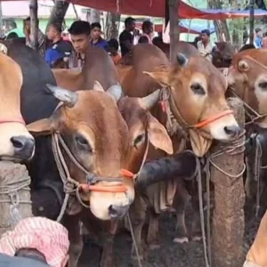 এবার রাজধানীর ২৫ স্থানে বসবে পশুর হাট