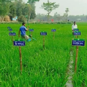 এক মাঠে ৫৪ জাতের ধান