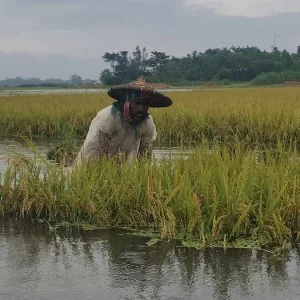 থইথই পানিতে ডুবছে কৃষকের সোনালি স্বপ্ন