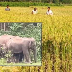 শেরপুরে হাতির ভয়ে আধাপাকা ধান কেটে ফেলছে কৃষক