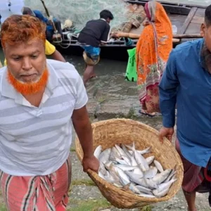 দুই মাসের নিষেধাজ্ঞা শেষেও জেলের জালে পড়ছে না ইলিশ