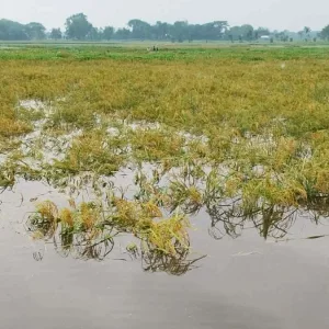 ময়মনসিংহে টানা বৃষ্টিতে তলিয়ে গেছে ২৭০ হেক্টর জমির ধান