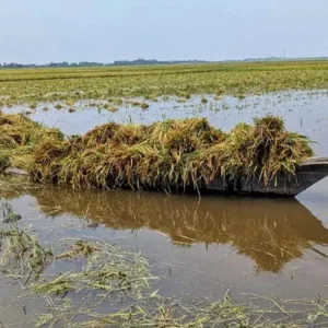 কিশোরগঞ্জে নদ-নদীর পানি বেড়ে তলিয়ে গেছে ৬ হাজার হেক্টর জমির ধান
