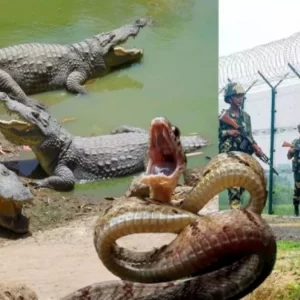 বাংলাদেশ সীমান্তে সাপ-ব্যাঙ ছাড়তে চায় ভারত, পৃথিবীর কোথাও এমন নজির আছে?