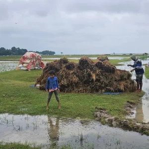 হাওর পাড়ে থেমে থেমে বৃষ্টি, দুশ্চিন্তায় কৃষক
