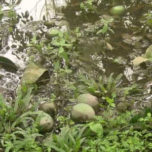 রংপুরে টানা ঝড়বৃষ্টিতে হাঁড়িভাঙ্গা আম বাগানে ব্যাপক ক্ষতি