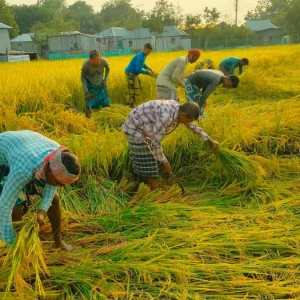 এক মণ ধান বিক্রি করেও উঠছে না একজন শ্রমিকের মজুরি 