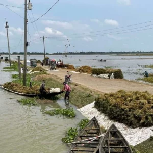 ফের বৃষ্টিতে হাওরে নতুন শঙ্কা, মাঠে থাকা ধান নিয়ে উদ্বেগ