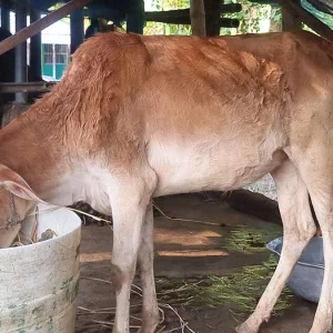 ঘুষ না দেওয়ায় সরকারি প্রকল্পের গরু ‘গায়েব’, মিলল অন্যের গোয়ালে