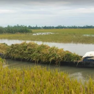 সরকারি দর ১৪৪০ টাকা, তবু কৃষকের ধান বিক্রি ৬০০ টাকায়