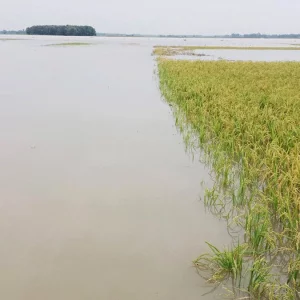 ধান পানিতে তলিয়ে গেছে দেখে জমিতেই কৃষকের মৃত্যু