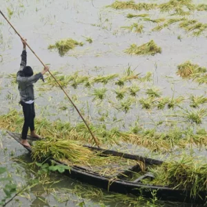 হু হু করে পানি ঢুকছে চলনবিলে, দুশ্চিন্তায় কৃষক