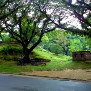 হাসপাতাল চাই, তবে সিআরবি ধ্বংস করে নয়