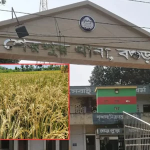 বগুড়ায় পূর্বশত্রুতার জেরে পাকা ধানে বিষ প্রয়োগ ও সেচযন্ত্র ভাঙচুর