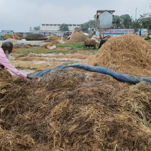নেত্রকোনায় কৃষকরা কষ্টের ধান শুকাতে পারছেন না