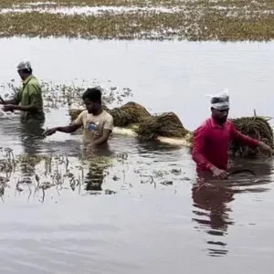 কিশোরগঞ্জের চার উপজেলায় পানির নিচে আরও ১ হাজার হেক্টর জমির বোরো ধান