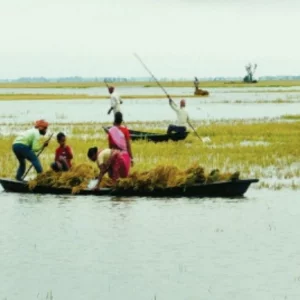 দিরাইয়ে দ্বিমুখী সংকটে বোরো চাষিরা