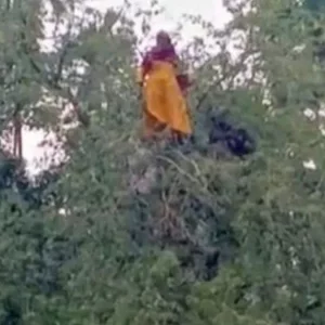 তেঁতুল গাছের মগডালে ‘নিখোঁজ’ নারী, ফায়ার সার্ভিস দেখে পুকুরে লাফ