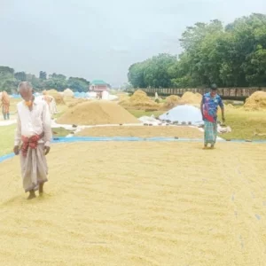 রোদ ফিরতেই ধান শুকানোয় ব্যস্ত হাওরের কৃষক