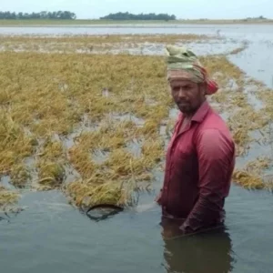হাওরের ক্ষয়ক্ষতির সরকারি তথ্যের সঙ্গে বাস্তবতার মিল নেই!