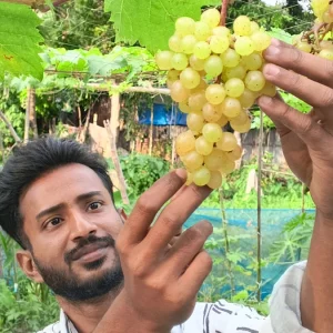এক বাগানেই ১৫০ জাতের আঙুর!